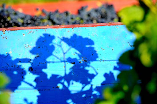 domaine-viticole-cepage-etang-thau-vin-terroir-vignoble-occitanie-27.jpg
